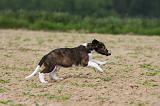 BARZOI 025